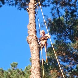 Tarzan Tree Service