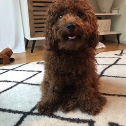 Little Ark Dog Grooming: Transform Your Pet's Look