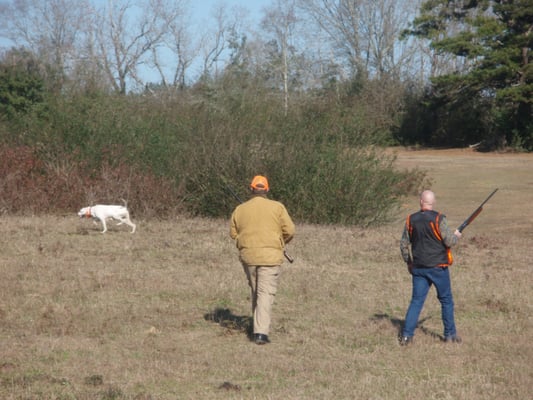 DEEP SOUTH QUAIL HUNTS - Updated January 2025 - 230 Z C Rushing Rd