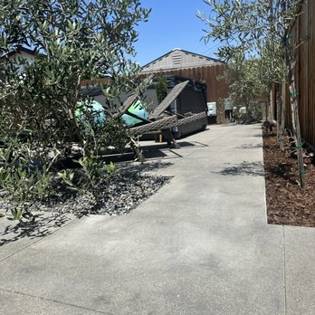 SBDB Landscaping - Beautiful olive trees planted - Landscape Architects or Designers Near Me SBDB Landscaping - Beautiful olive trees planted - Landscape Architects or Designers Near Me