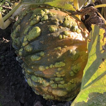 Bob's Corn & Pumpkin Farm - Beautiful pumpkin varieties - Pumpkin Patches Near Me - Snohomish, Washington