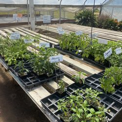 McKenzie River Nursery - Peppers