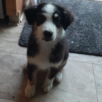 Well Behaved Pets Dog Trainer - Casey around five months. - Pet Training Near Me - Caldwell, Idaho