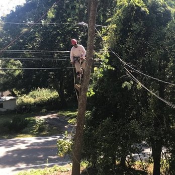 Cutting Edge Tree Care Specialists - Tree Services Near Me Cutting Edge Tree Care Specialists - Tree Services Near Me