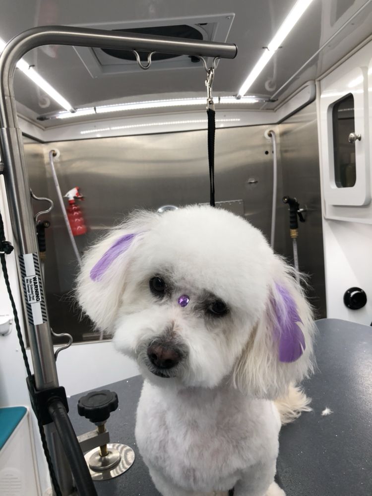 ALPINE K9 MOBILE GROOMING Updated September 2024 13 Photos