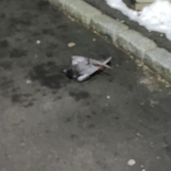 Amber Property Management - Dead bird in front of the apartment building owned by Amber management property - Property Management Near Me - Tuckahoe, New York Amber Property Management - Dead bird in front of the apartment building owned by Amber management property - Property Management Near Me - Tuckahoe, New York