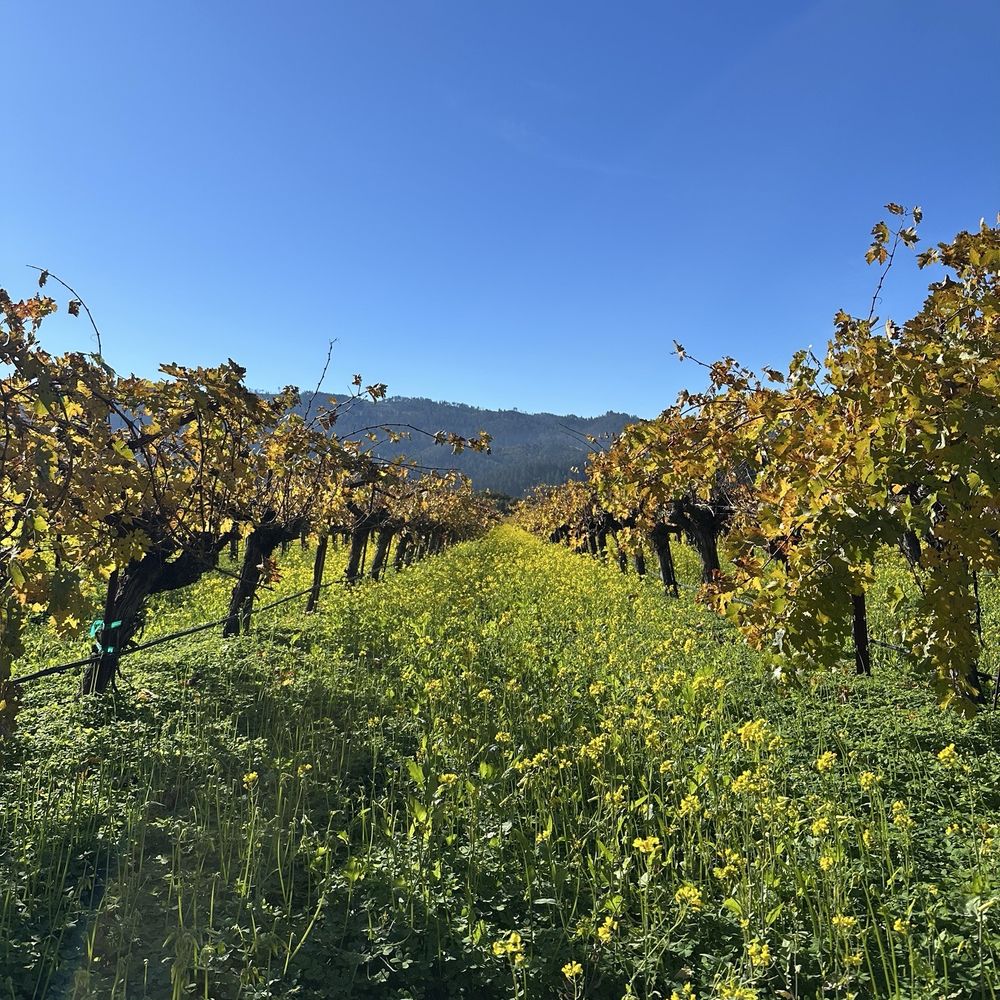 Venge Vineyards - Wineries Near Me - Calistoga, California Venge Vineyards - Wineries Near Me - Calistoga, California