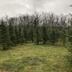 Cedar Valley Forest