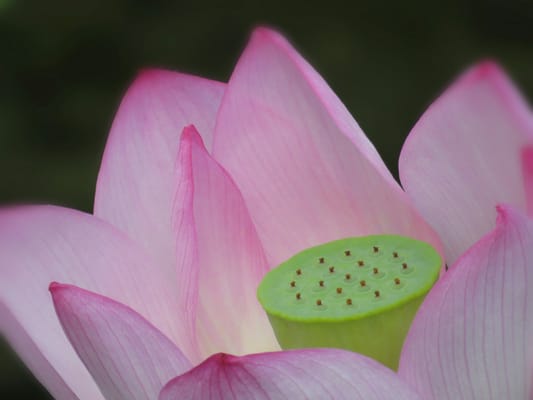 Shirotori Garden by null