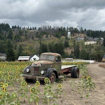 Knutson Farms - So many fun photo zones - Farms Near Me - Sumner, Washington Knutson Farms - So many fun photo zones - Farms Near Me - Sumner, Washington