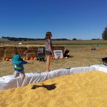 The Great Peter Pumpkin Patch - Pumpkin Patches Near Me - Petaluma, California