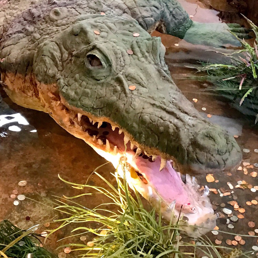 Rainforest Cafe - Crocodile - American Near Me - Katy, Texas Rainforest Cafe - Crocodile - American Near Me - Katy, Texas