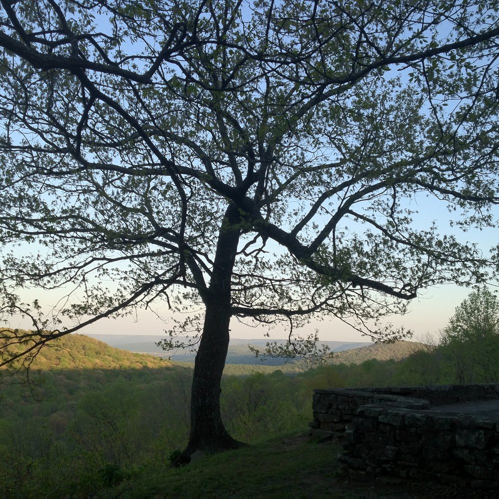 Monte Sano State Park - 03-26-12; Monte Sano State Park [Pretty tree], Huntsville, AL - Parks Near Me - Huntsville, Alabama