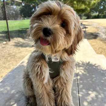 Pawsitive Energy - Dog Walkers Near Me
