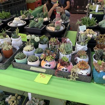 Maui Sunday Market - Cactus vendor - Flea Markets Near Me - Kahului, Hawaii