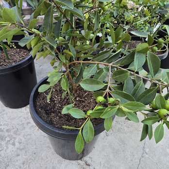 Vazquez Nursery - Nurseries & Gardening Near Me - Huntington Beach, California