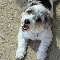 So happy at the dog park