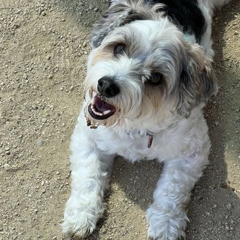 Garvey Paws - So happy at the dog park - Dog Parks Near Me - Rosemead, California