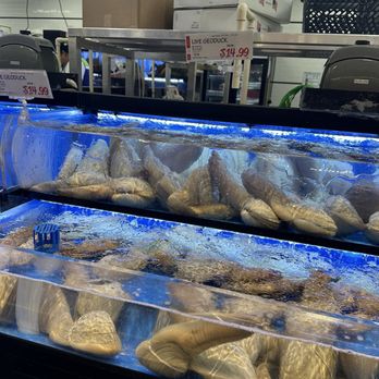H Mart - Orlando - Live geoduck - International Grocery Near Me - Pine Hills, Florida H Mart - Orlando - Live geoduck - International Grocery Near Me - Pine Hills, Florida