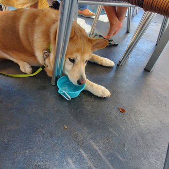 Teddy's By The Sea - Dog friendly patio - Seafood Near Me - Carpinteria, California Teddy's By The Sea - Dog friendly patio - Seafood Near Me - Carpinteria, California