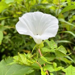 Draper-Houston Meadows Preserve