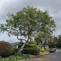 Photo of L & T Tree Service