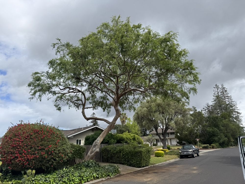 L & T Tree Service - tree service in San Jose, CA