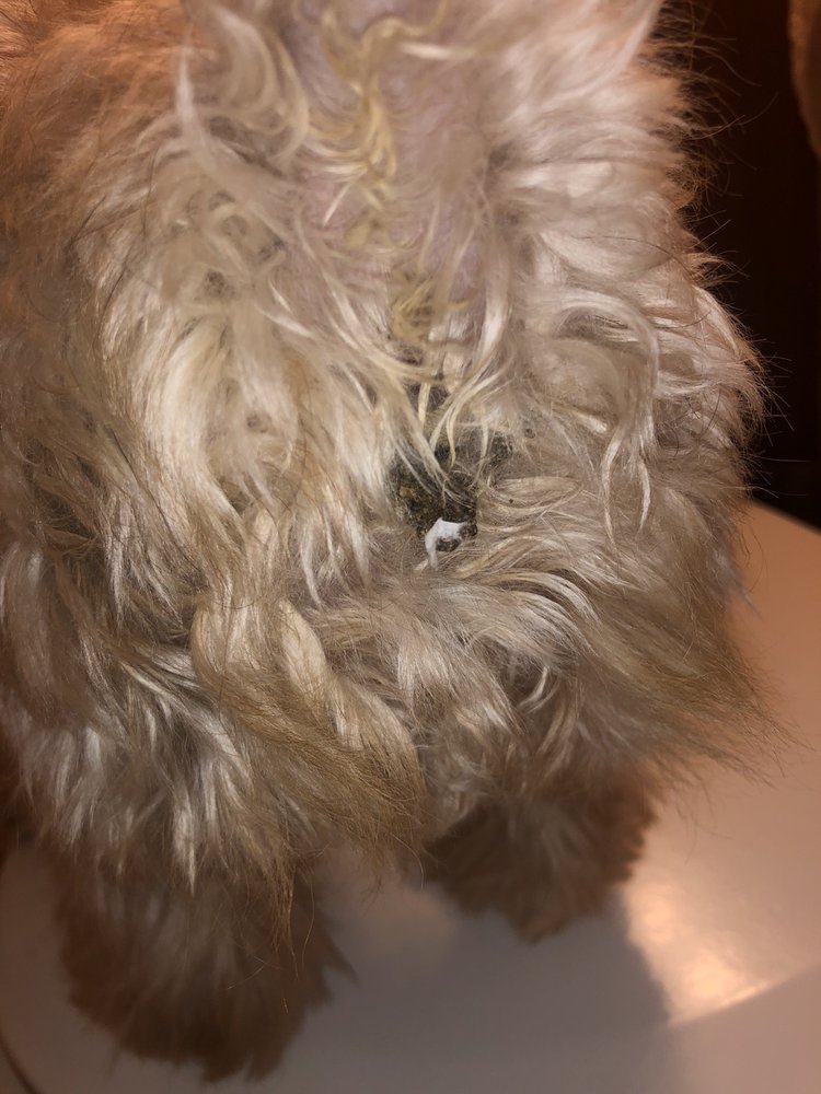 CUSTOM KARE KENNEL 13 Photos & 21 Reviews Pet Groomers 220 N