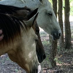 Rebecca Hubbard - Horses