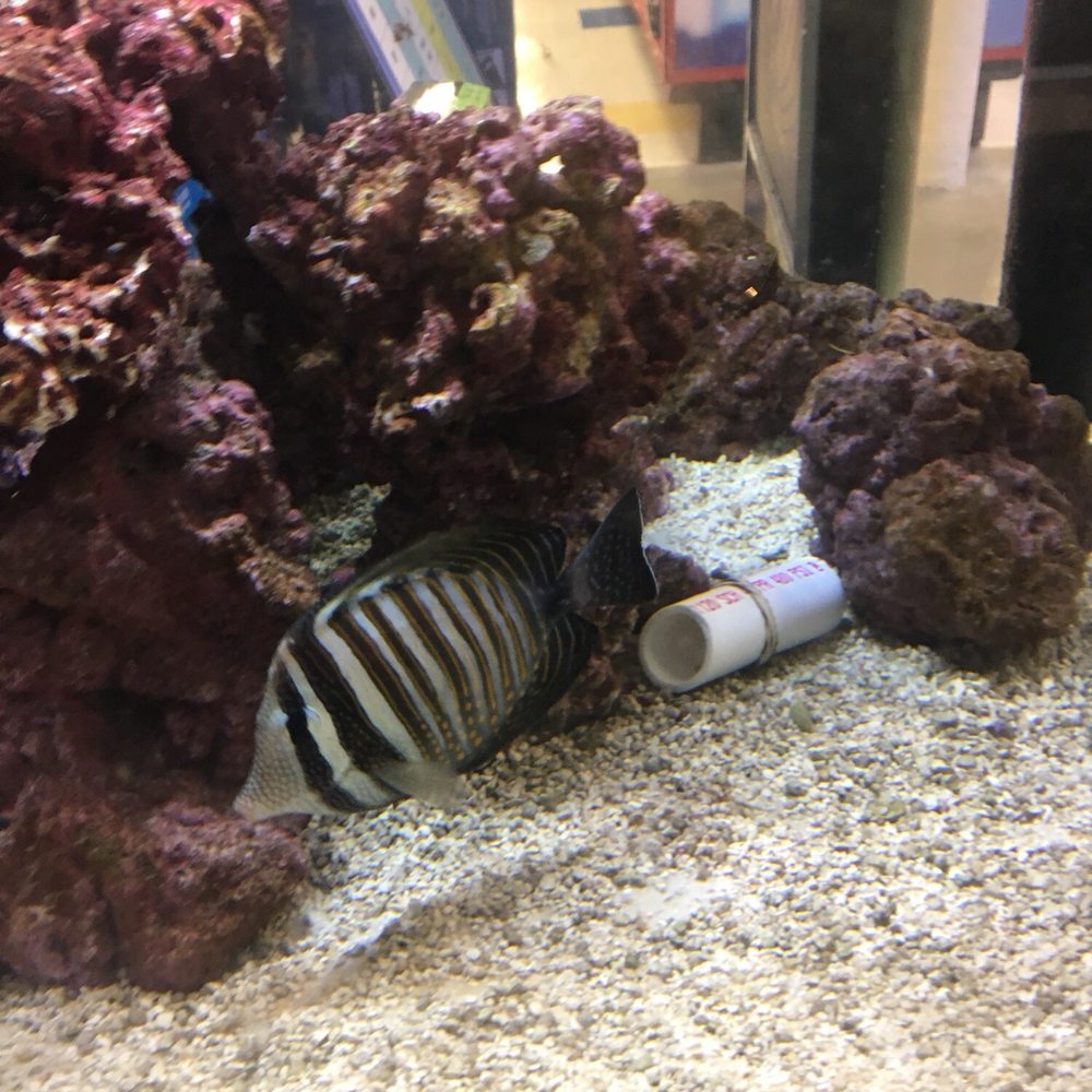 Petco - Red Sea sailfintang fish - Pet Stores Near Me - Raritan, New Jersey