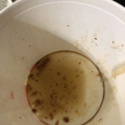 KFC - This is what the chicken is and was sitting in