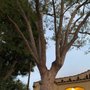 Photo of Elite Tree Care