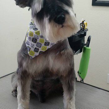 Noemi's Dog Grooming - Pet Groomers Near Me - Fresno, California Noemi's Dog Grooming - Pet Groomers Near Me - Fresno, California