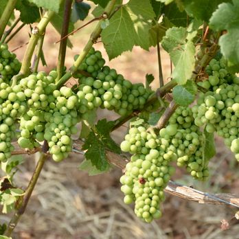 Ponzi Vineyards - Wineries Near Me - Sherwood, Oregon