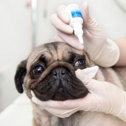 Central Hospital For Veterinary Medicine - Ophthalmology is just one of the speciality services Central Hospital provides.