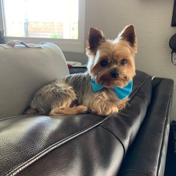 Fresh Pup Spa - Sitting in his special spot after his grooming - Pet Groomers Near Me Fresh Pup Spa - Sitting in his special spot after his grooming - Pet Groomers Near Me