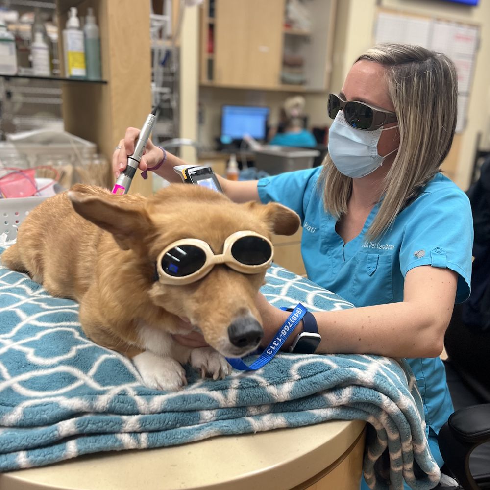 TOP 10 BEST Veterinarians Open on Sunday in Mission Viejo, CA - Updated  2026 - Yelp