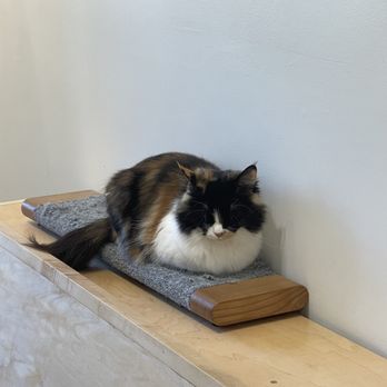 KitTea - Pet Adoption Near Me - San Francisco, California