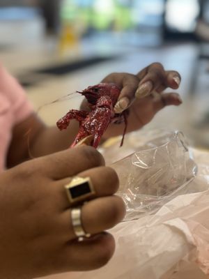 Cajun Seafood by null