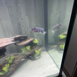 Aquarium Concepts