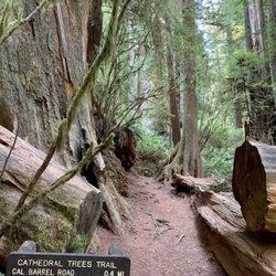 Cathedral Trees Trail - Clear signs for Cathedral Trees Trail.