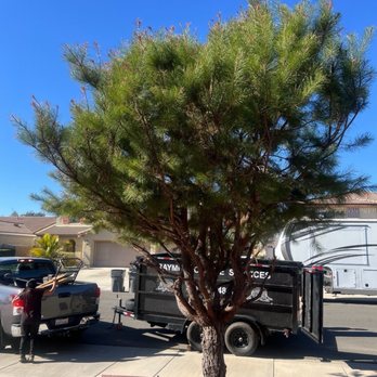 Raymundo Tree Service - Tree Services Near Me