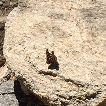 Ventana Canyon Hiking Trail - Butterflies! - Hiking Near Me - Tucson, Arizona Ventana Canyon Hiking Trail - Butterflies! - Hiking Near Me - Tucson, Arizona