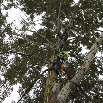 Tree Expert NW, LLC - Tree Services Near Me - Vancouver, Washington