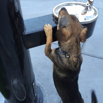 Skinner Bark Park - Dog Parks Near Me - Chicago, Illinois
