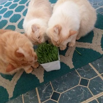 Pacific Coast Veterinary Hospital - Our 3 fur babies - Veterinarians Near Me - San Clemente, California Pacific Coast Veterinary Hospital - Our 3 fur babies - Veterinarians Near Me - San Clemente, California
