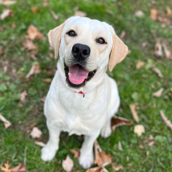 AmericanK9 - Pet Training Near Me - Davidsonville, Maryland