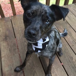 その他 Posh Pups: Dogs Who Live Better Than You Do Posh Pups