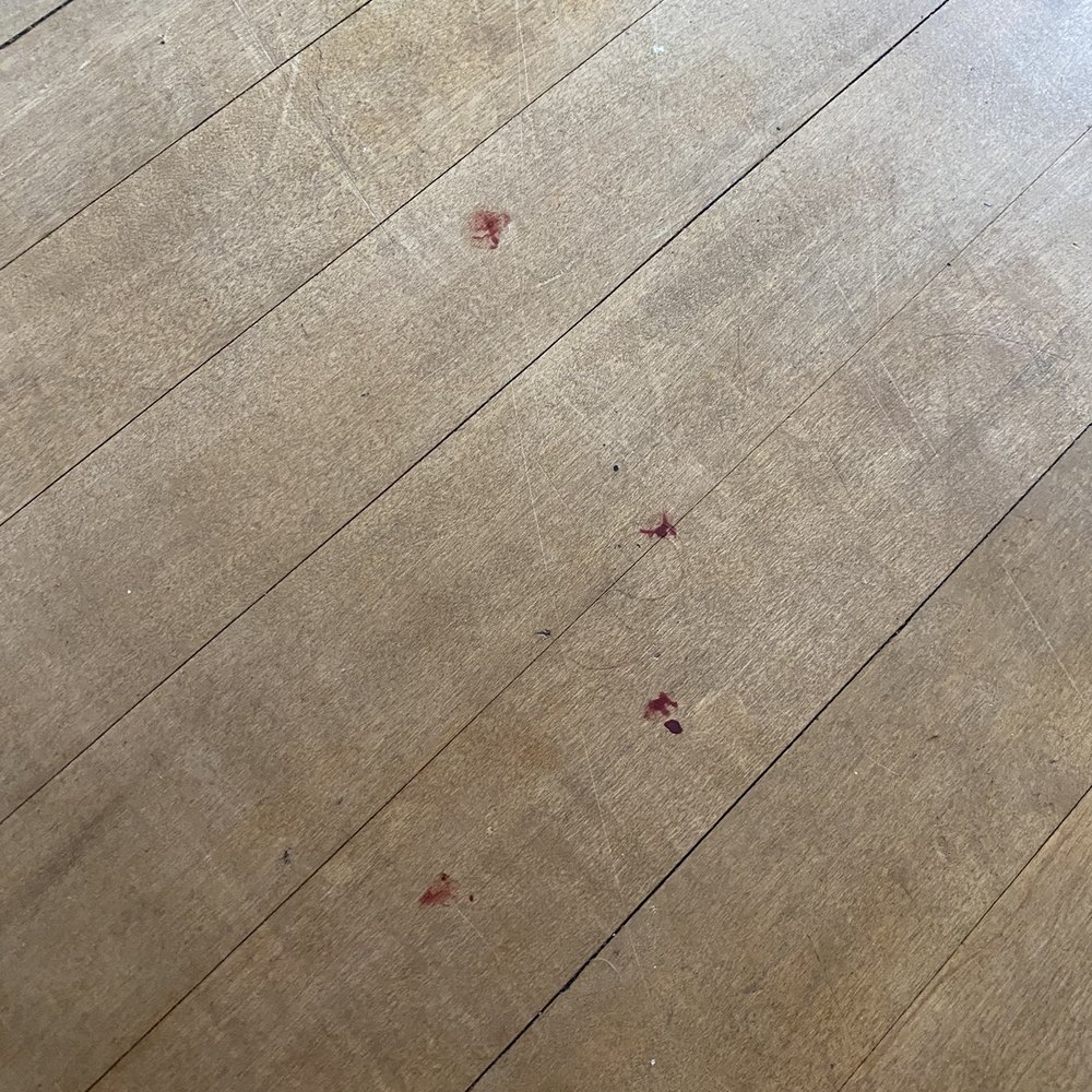 Precious Paws - Blood on floor throughout house - Pet Groomers Near Me - Oshkosh, Wisconsin