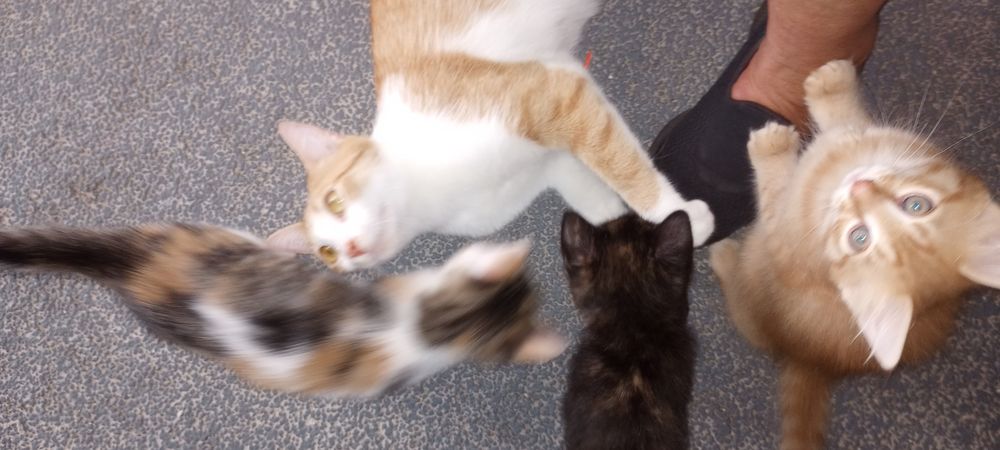Inverness Animal Hospital Image